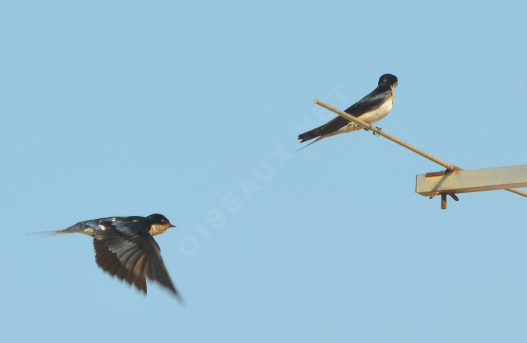Ethiopian Swallowadult, Flight