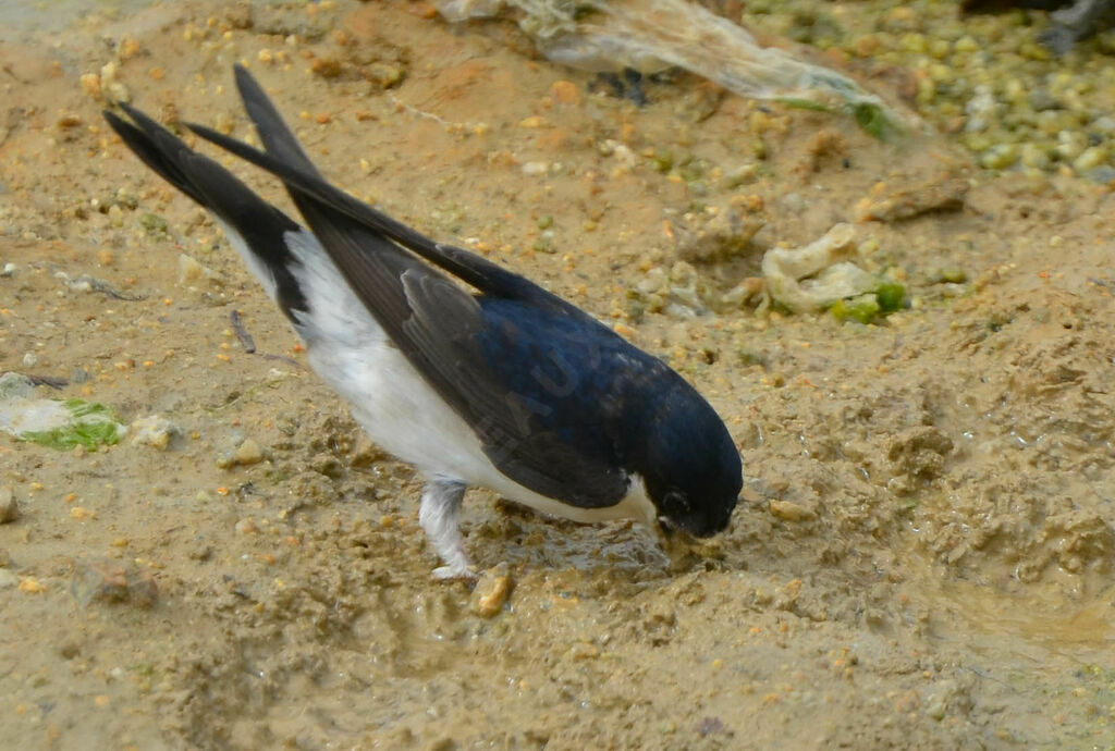Western House Martinadult, Reproduction-nesting