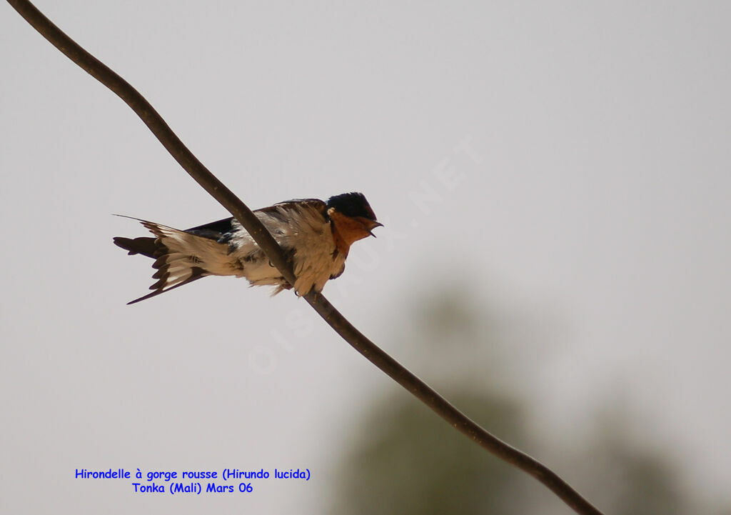 Red-chested Swallow