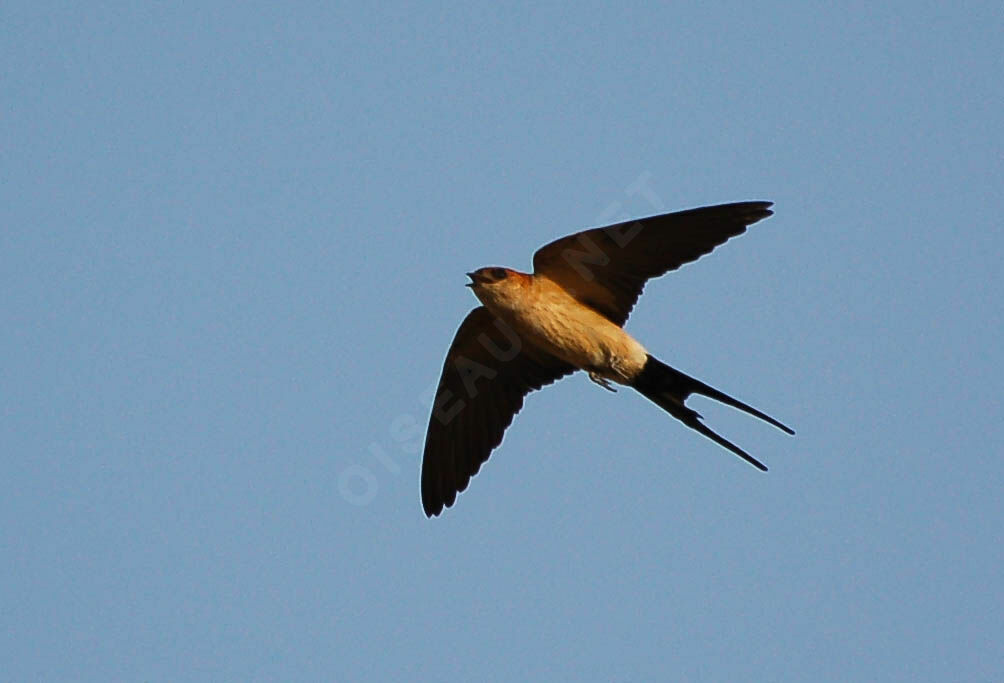 European Red-rumped Swallowadult, Flight