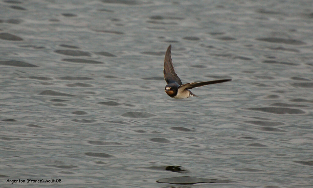 Hirondelle rustique