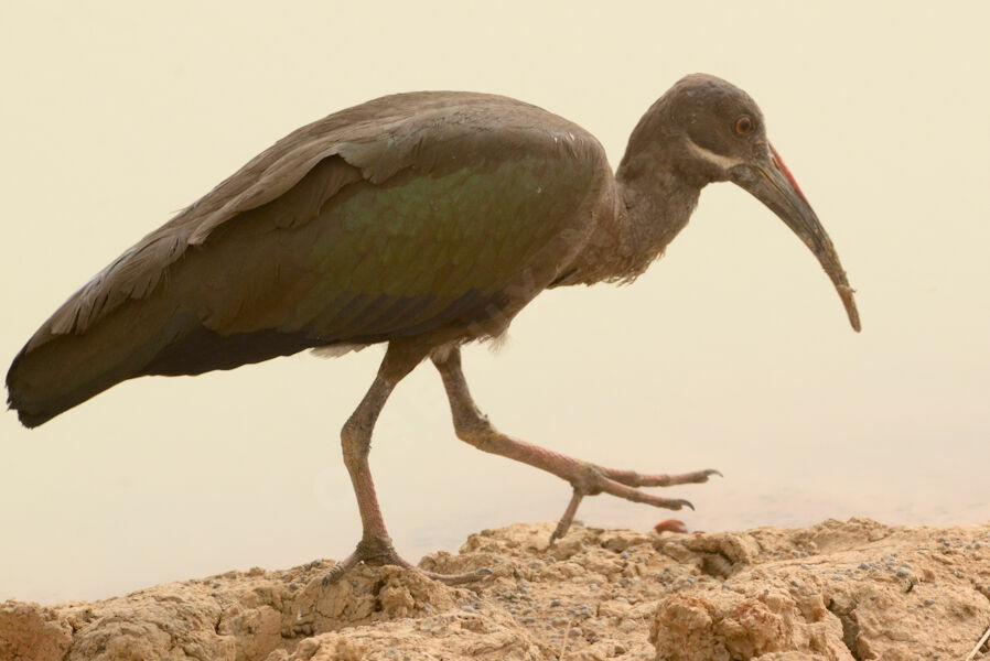 Ibis hagedashadulte, identification