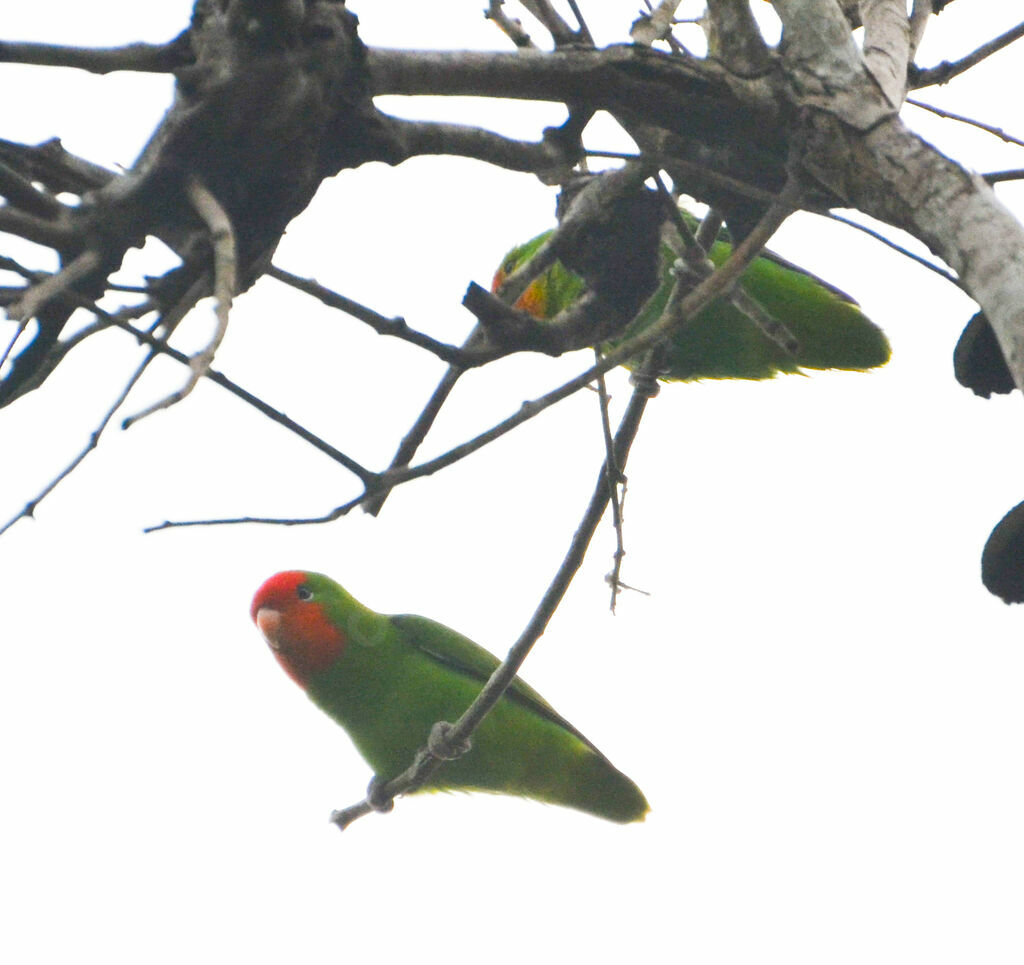 Inséparable à tête rouge, identification