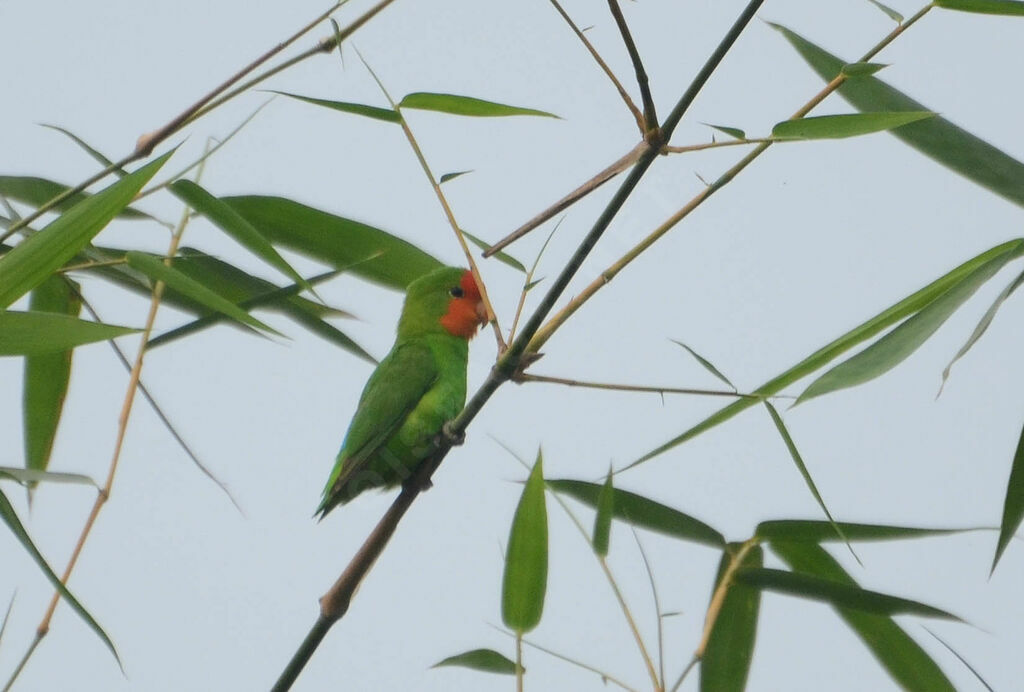 Inséparable à tête rouge, identification