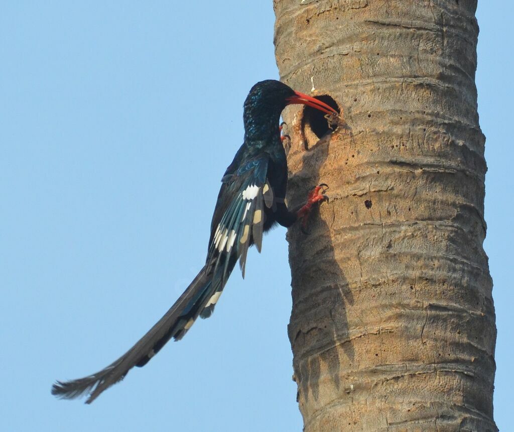 Irrisor moqueuradulte, identification, Nidification