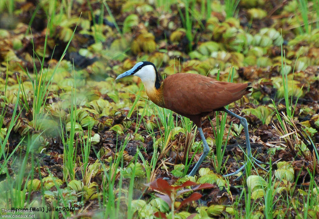 Jacana à poitrine doréeadulte, identification