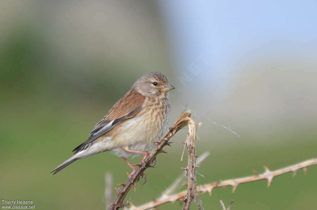 Linotte mélodieuse femelle adulte, identification