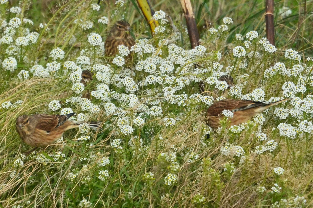 Linotte mélodieuse