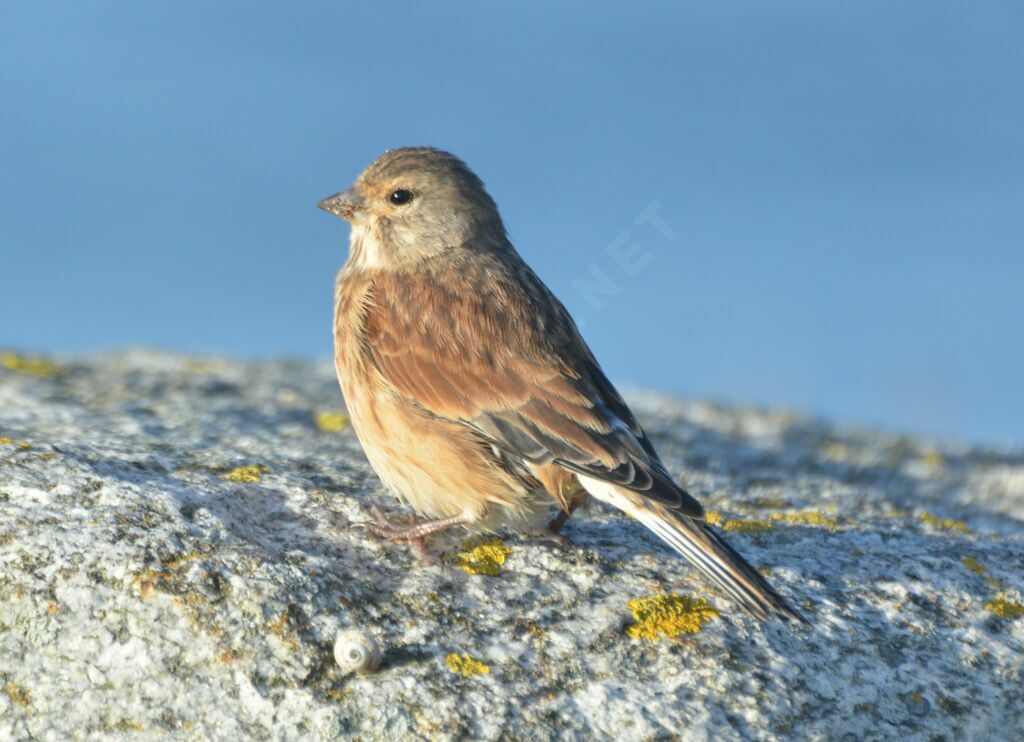 Linotte mélodieuse femelle adulte, identification