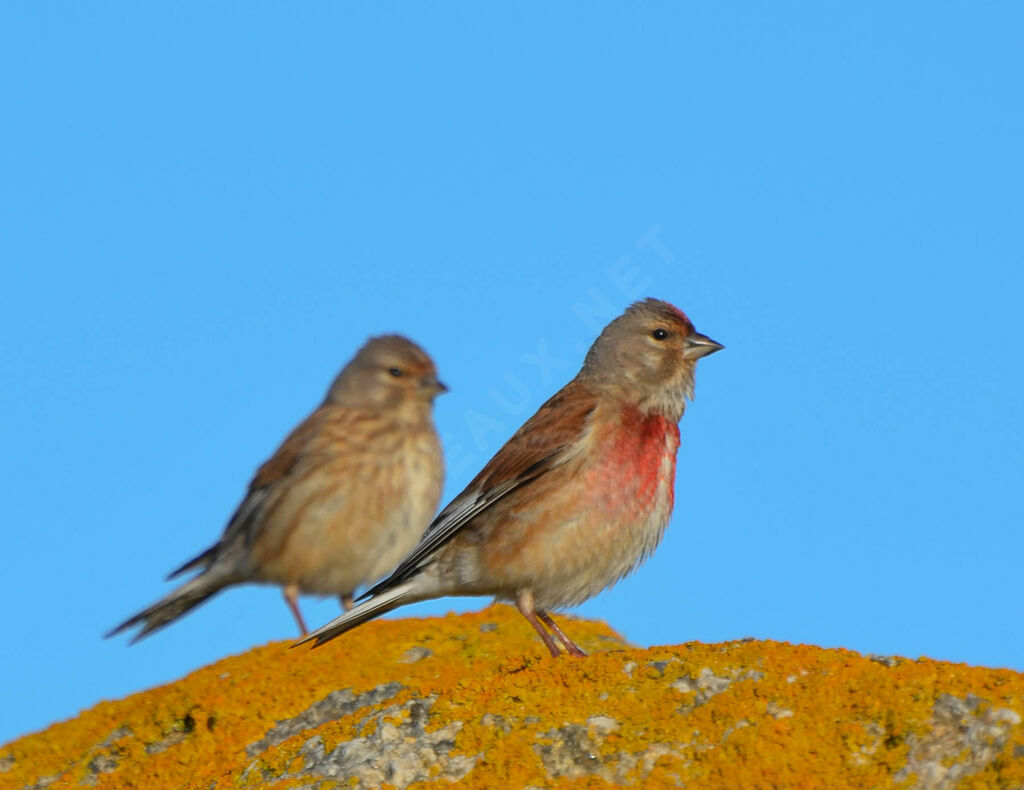 Common Linnet , identification