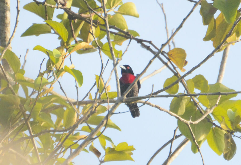 Blue-billed Malimbeadult