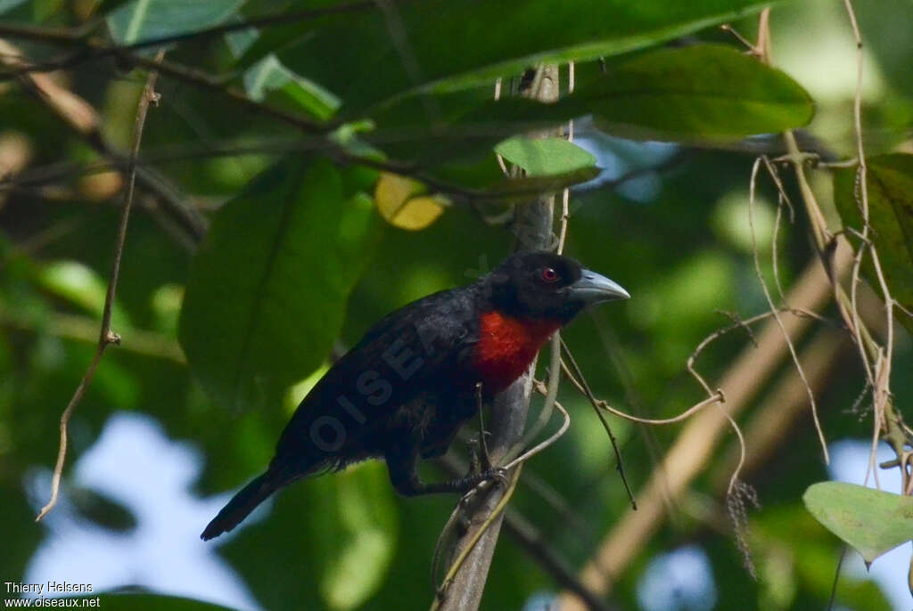 Blue-billed Malimbeadult, identification