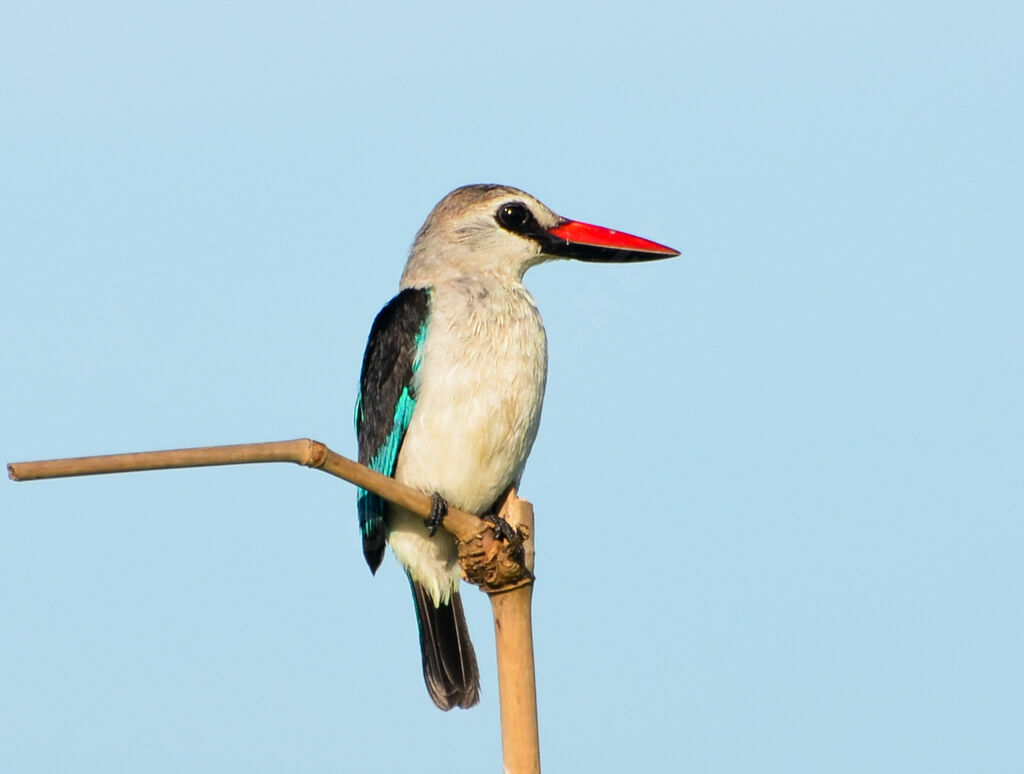 Martin-chasseur du Sénégaladulte, identification