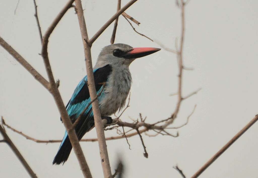 Martin-chasseur du Sénégal