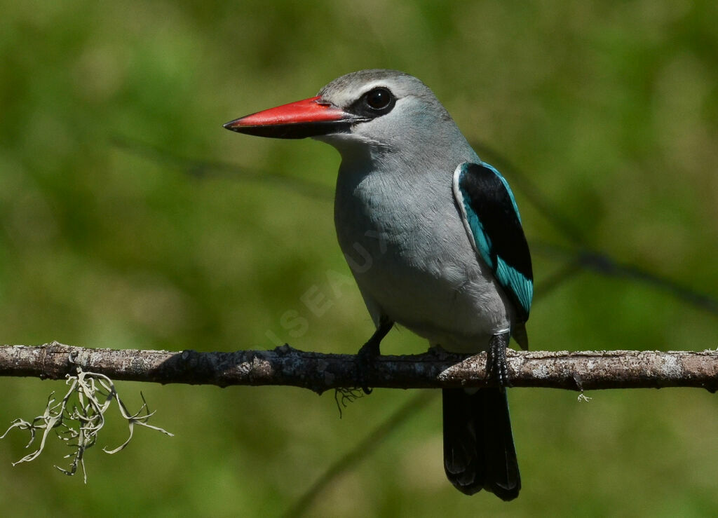 Martin-chasseur du Sénégaladulte, identification