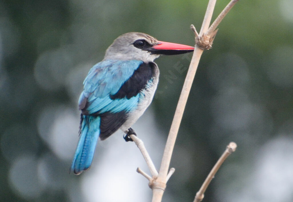 Martin-chasseur du Sénégaladulte, identification