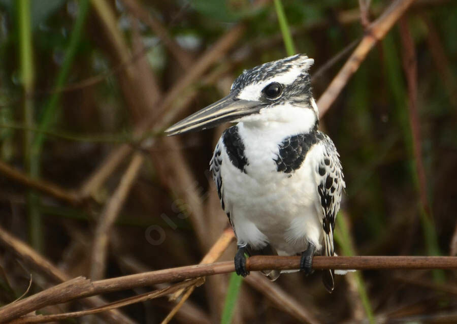 Martin-pêcheur pieadulte, identification