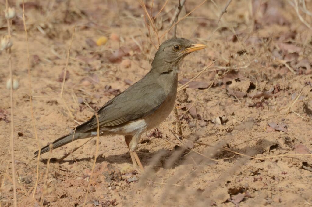 Merle africainadulte, identification