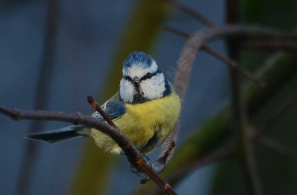 Mésange bleue