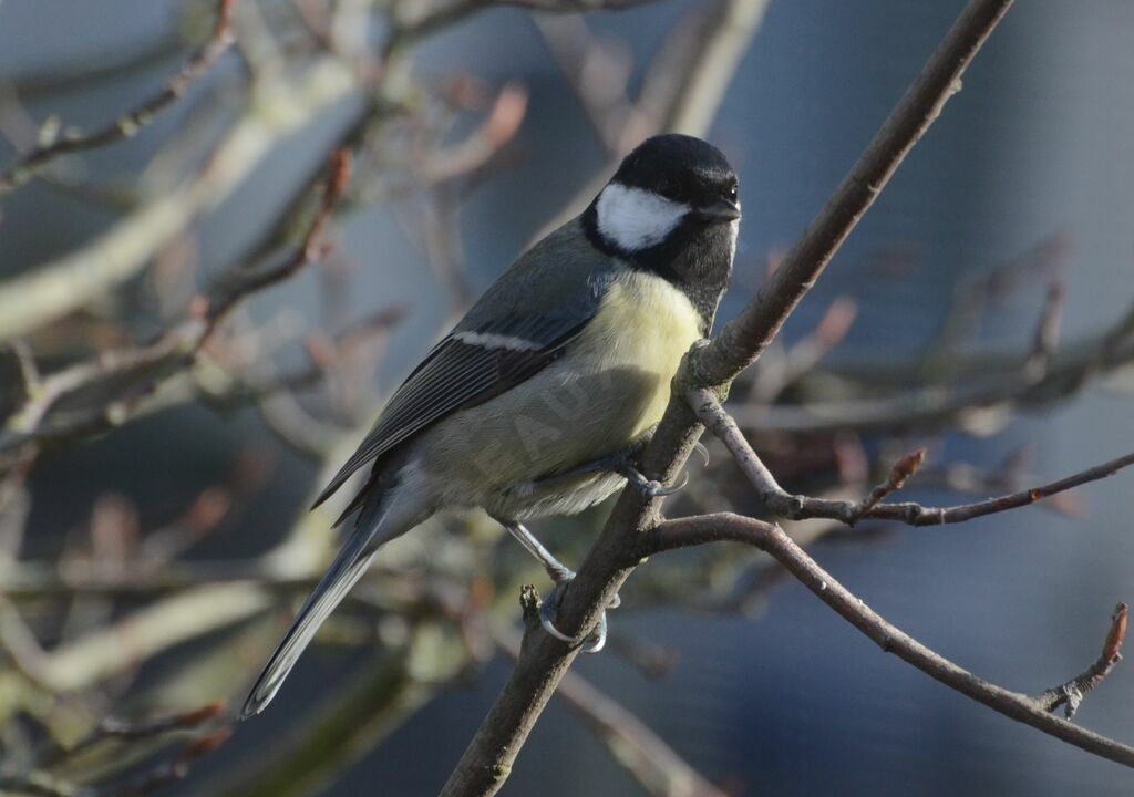 Great Titadult, identification