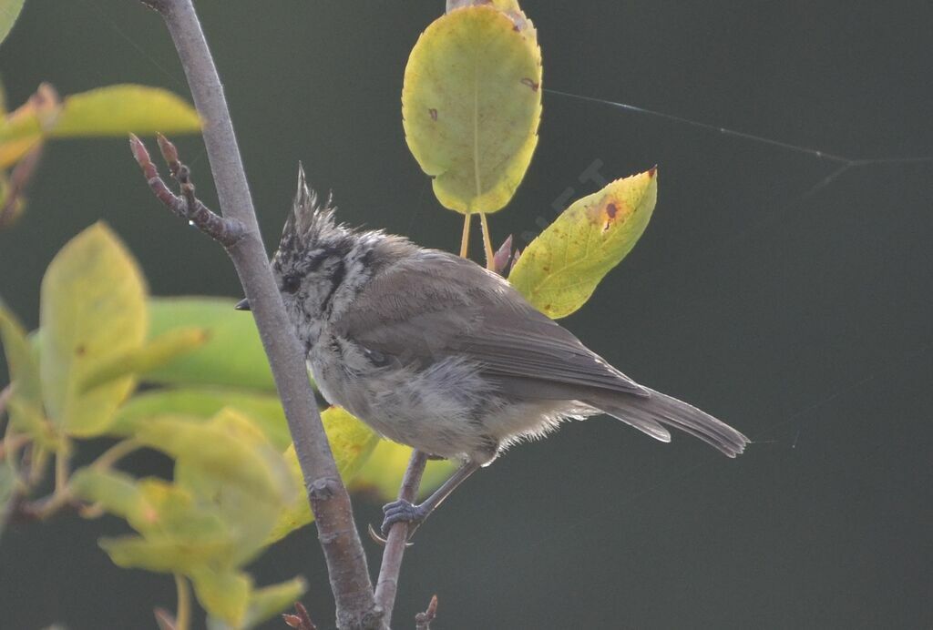 Mésange huppée