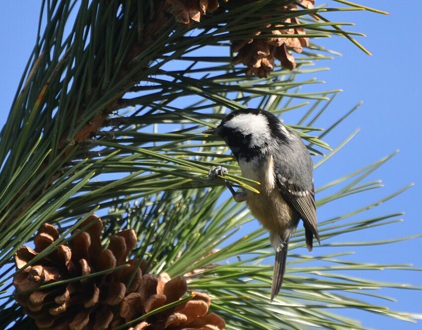 Mésange noireadulte