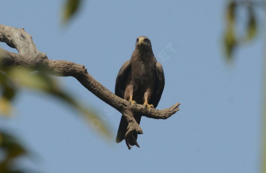 Yellow-billed Kiteadult