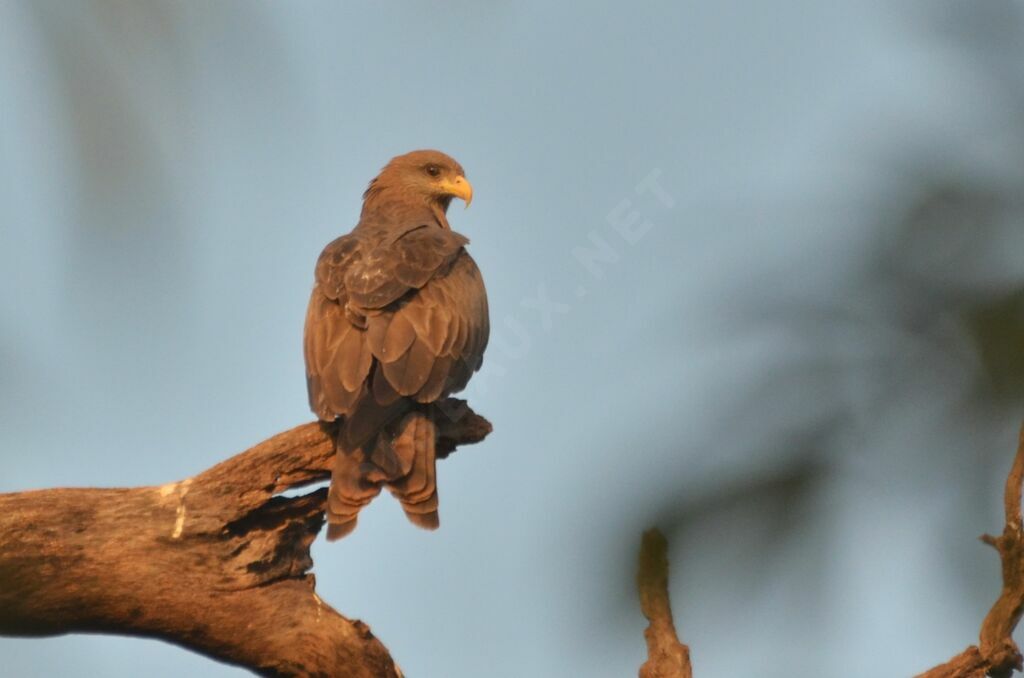 Yellow-billed Kite (Milan d'Afrique)adult, identification