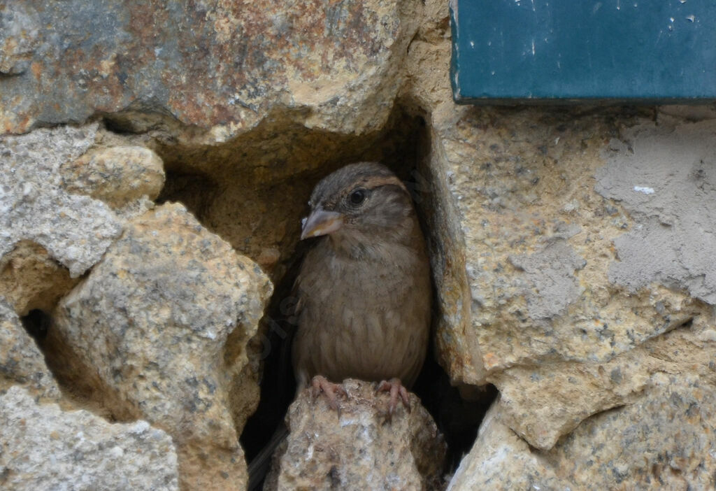 Moineau domestique femelle adulte, Nidification