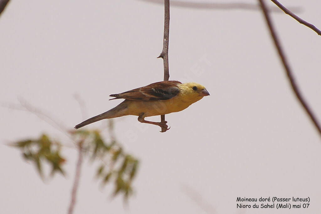 Moineau doré mâle