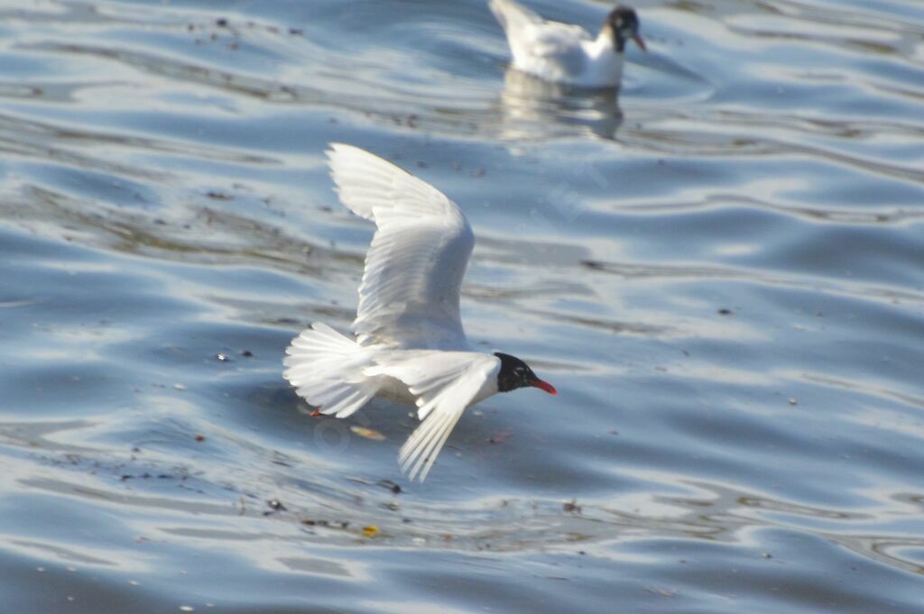Mouette mélanocéphale