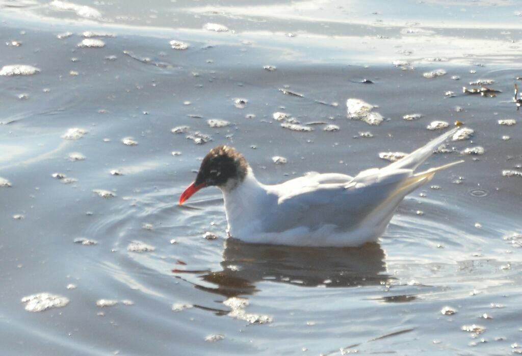 Mediterranean Gull