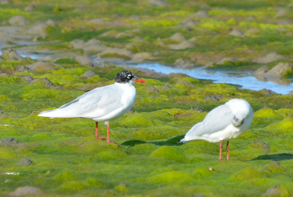 Mouette mélanocéphaleadulte