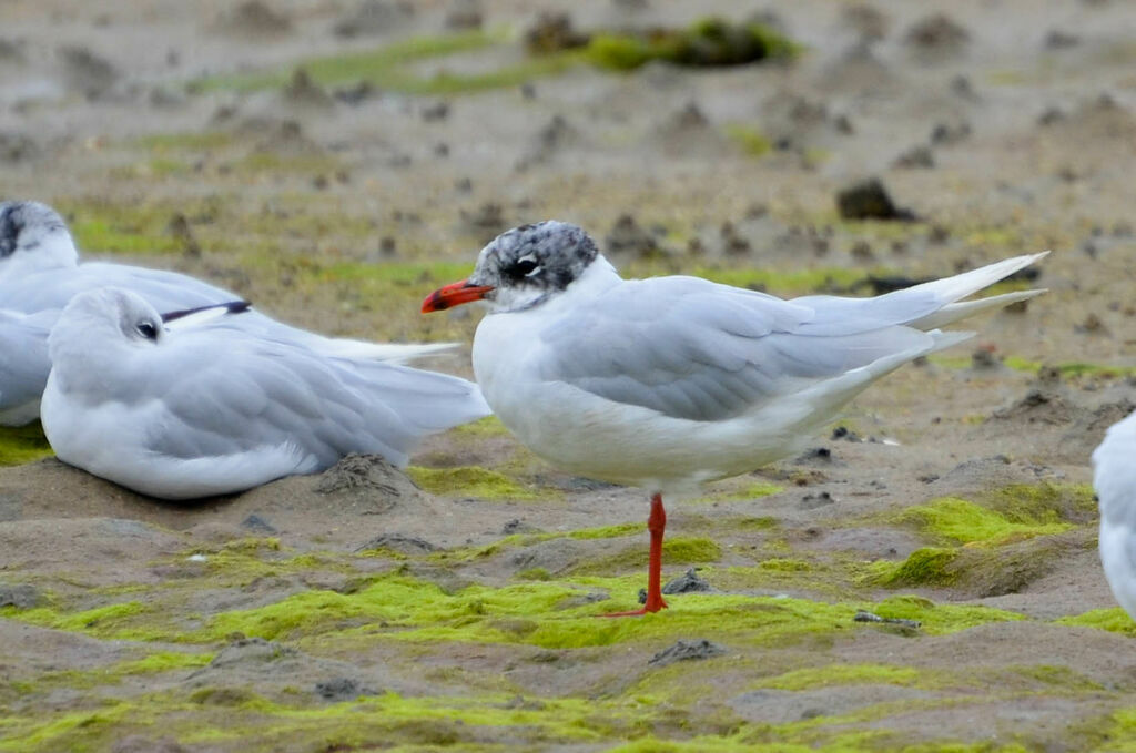 Mouette mélanocéphale