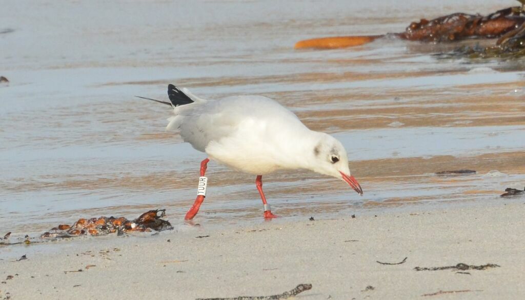 Mouette rieuseadulte