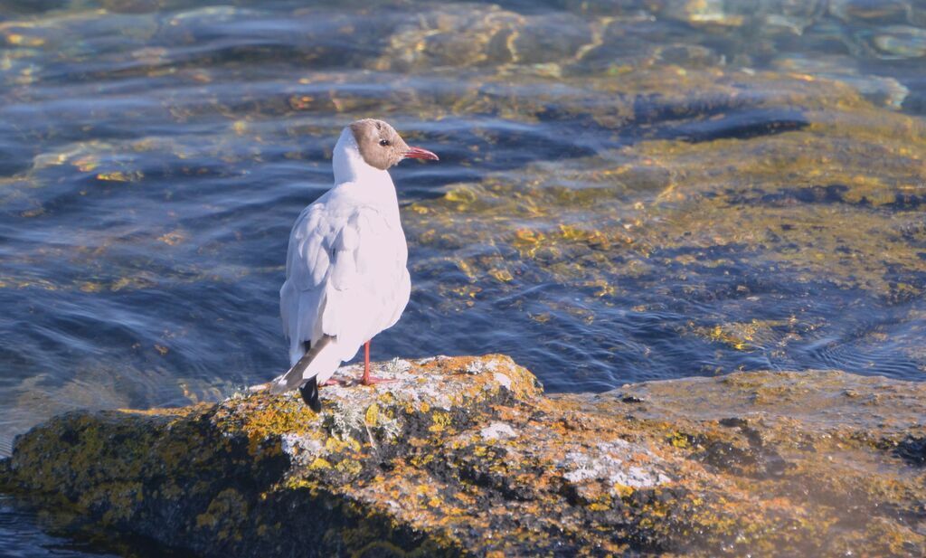 Mouette rieuse