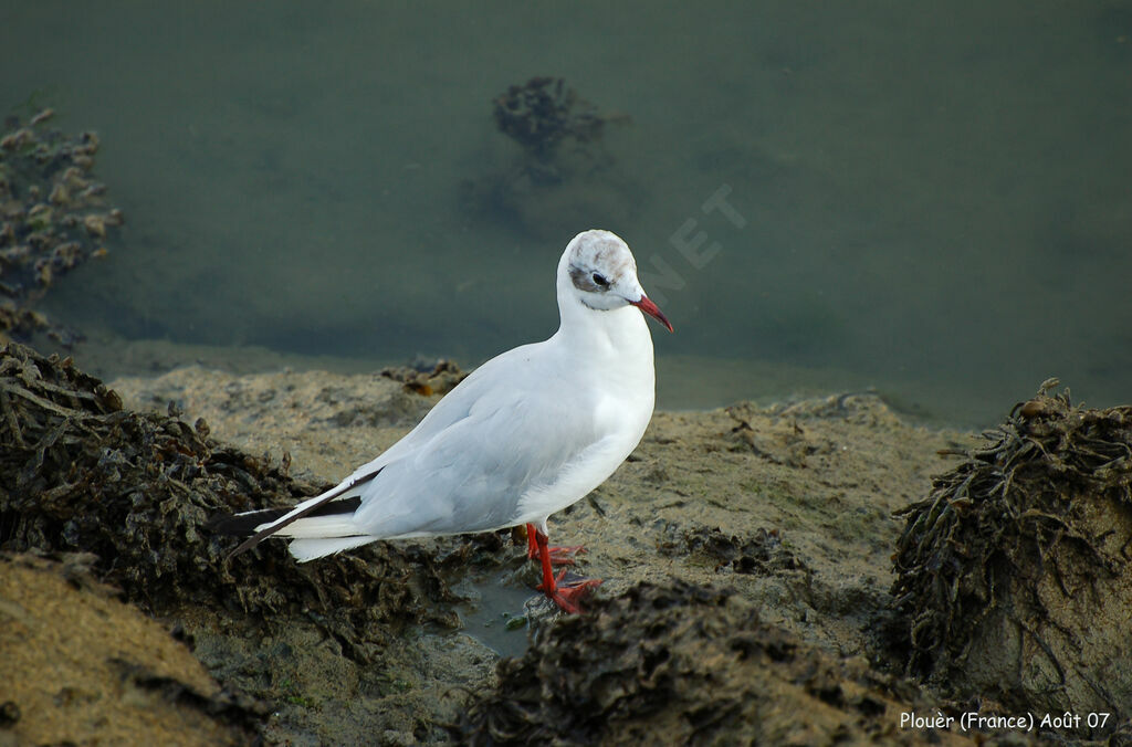Mouette rieuse