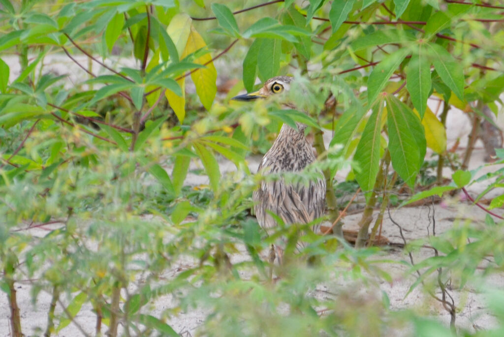 Senegal Thick-kneeadult
