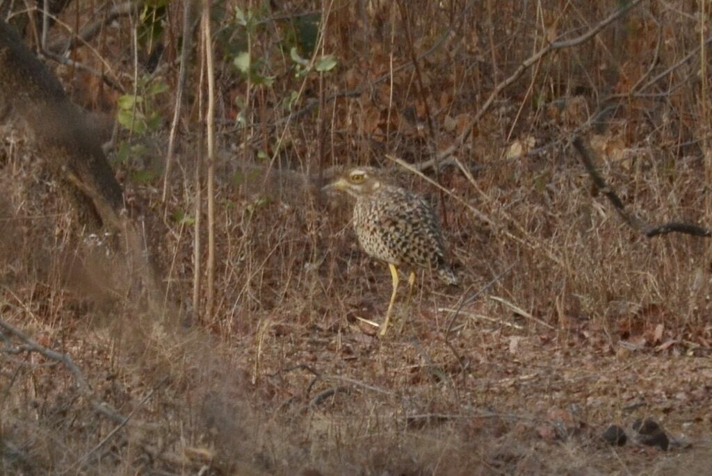 Spotted Thick-knee