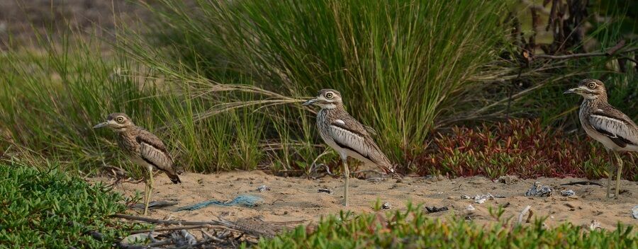 Water Thick-knee