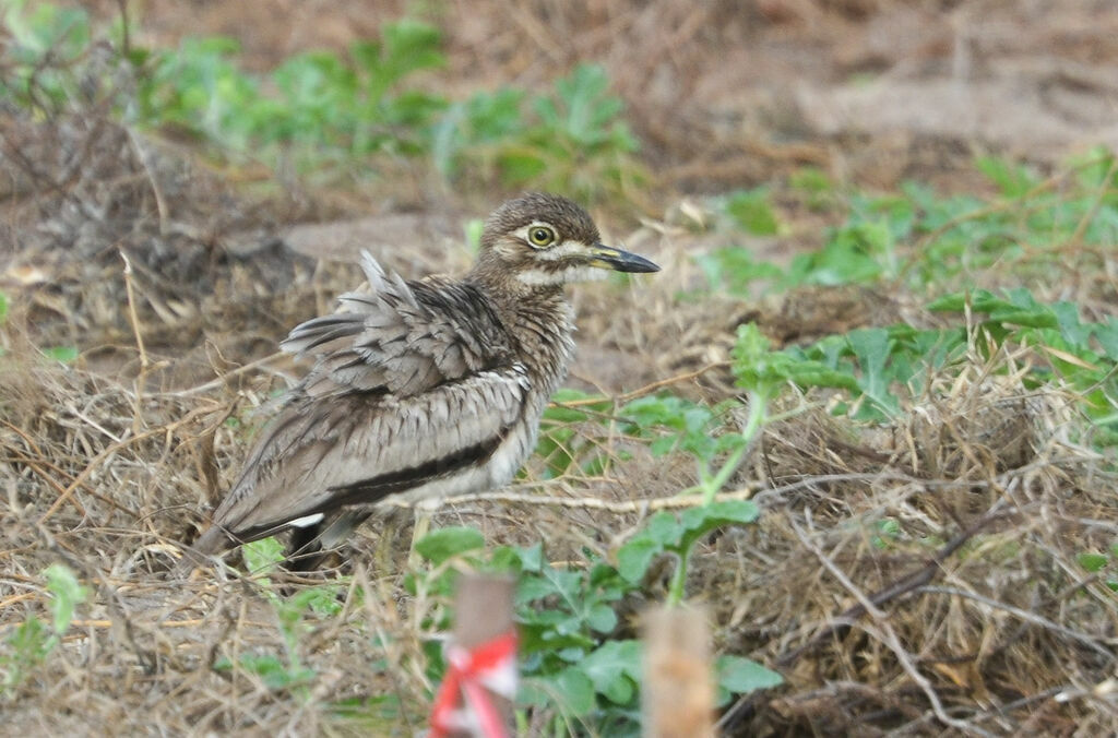 Water Thick-knee