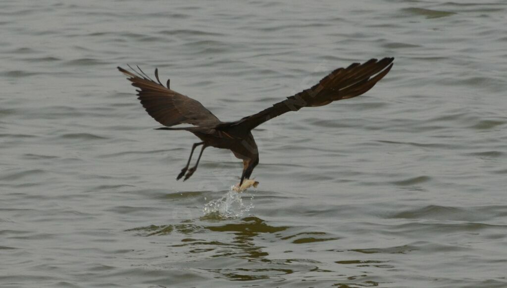 Hamerkopadult, fishing/hunting