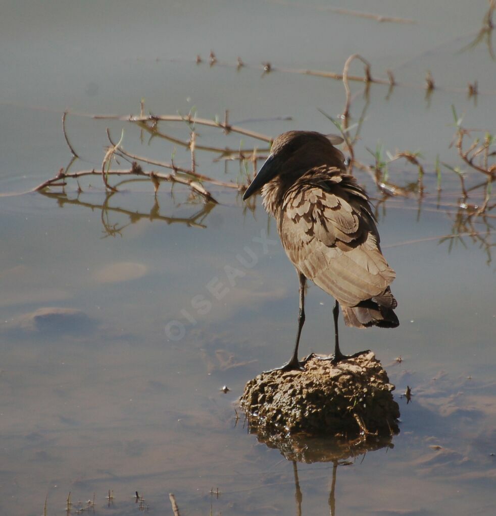 Hamerkopadult, identification