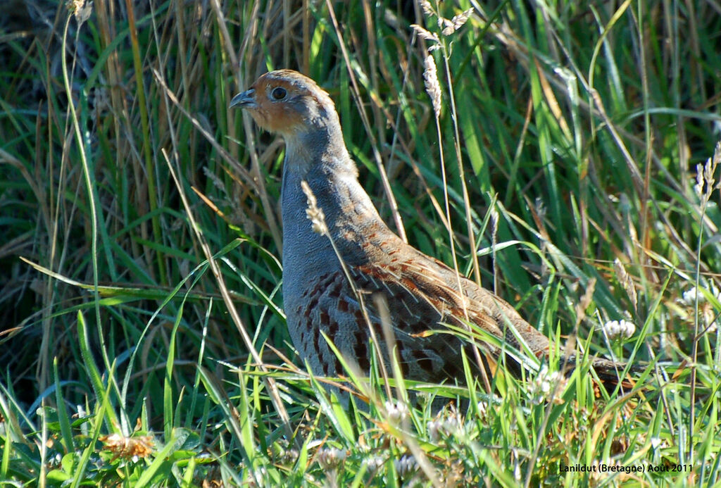 Perdrix griseadulte