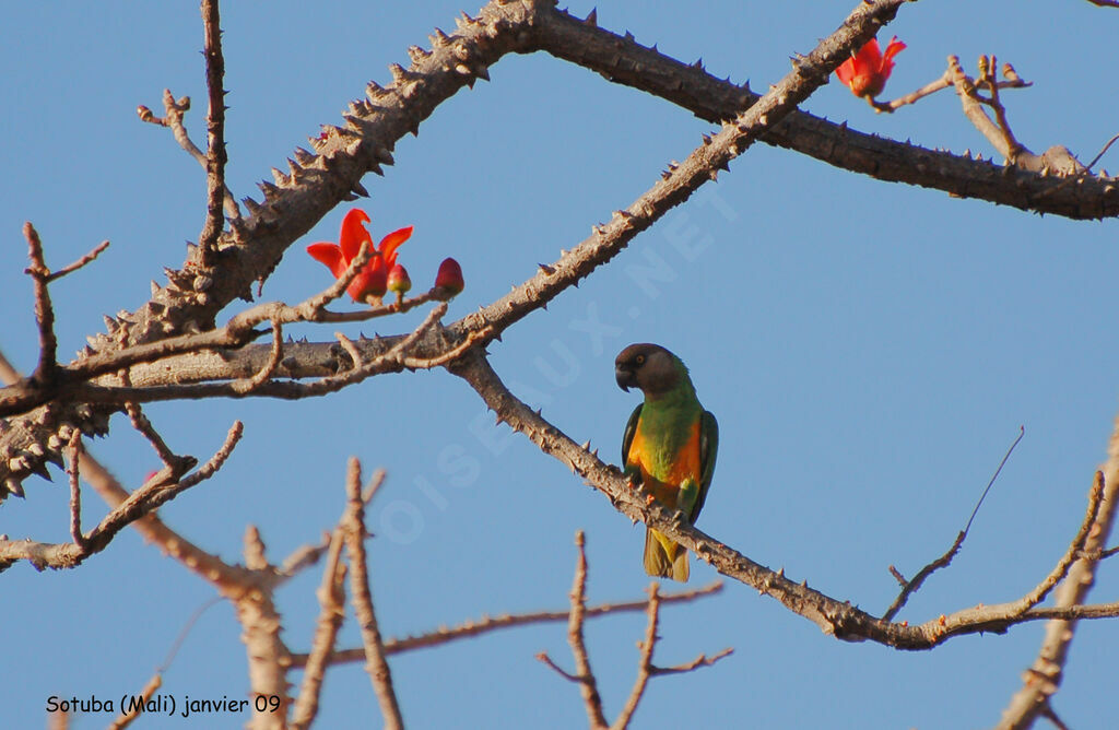 Senegal Parrot, identification