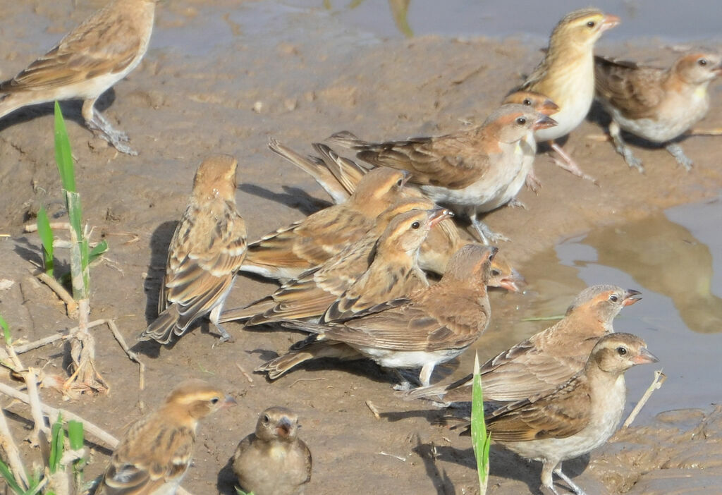Petit Moineau, identification, Comportement