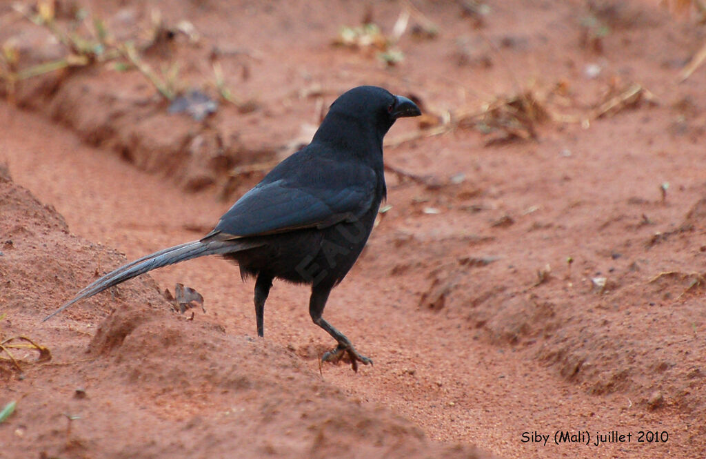 Piapiacadult, identification