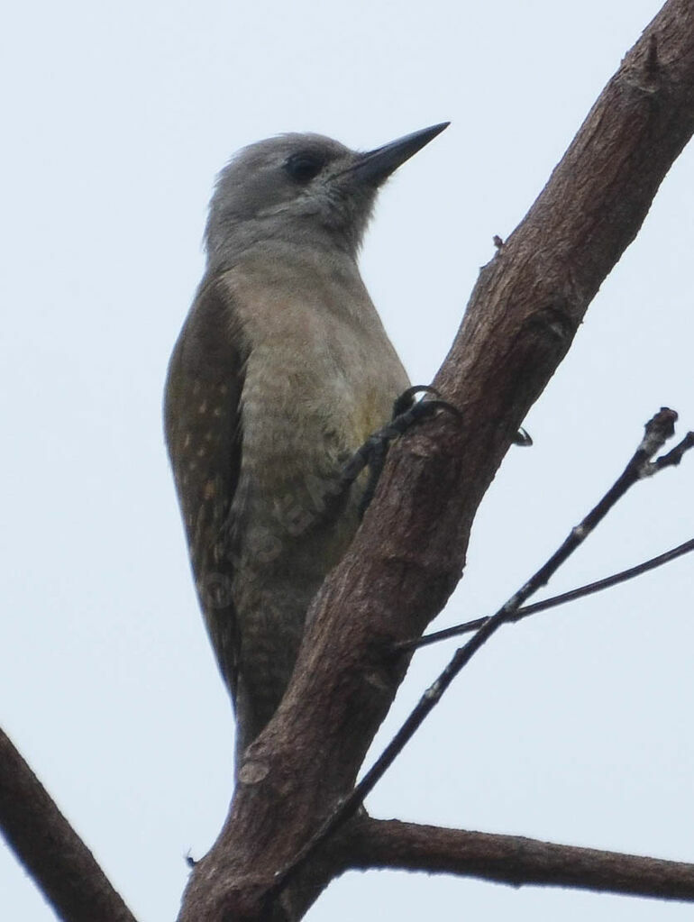 Pic goertanimmature, identification