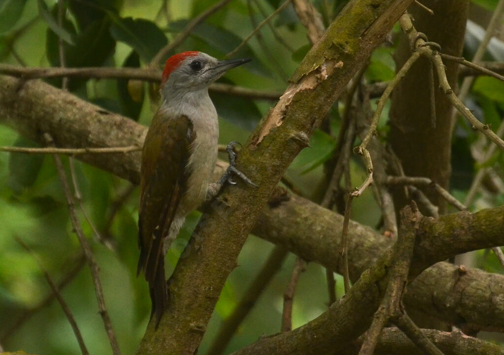Pic goertanadulte, identification