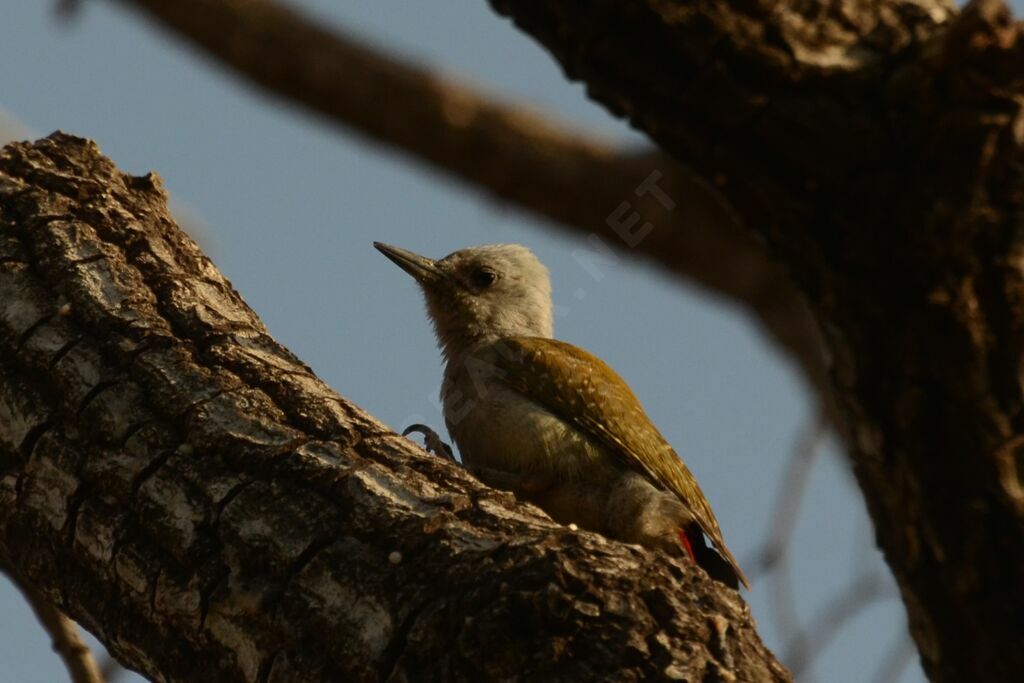 African Grey Woodpecker female, identification